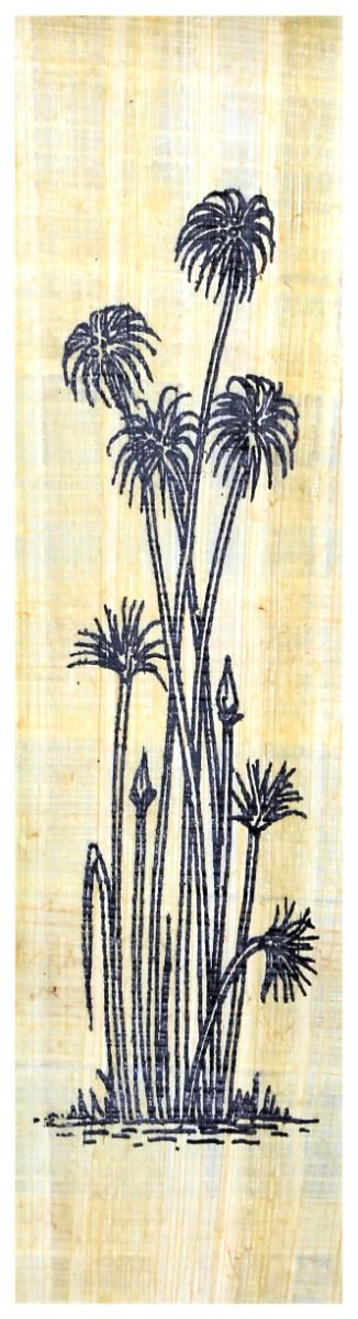 Papyruspflanze