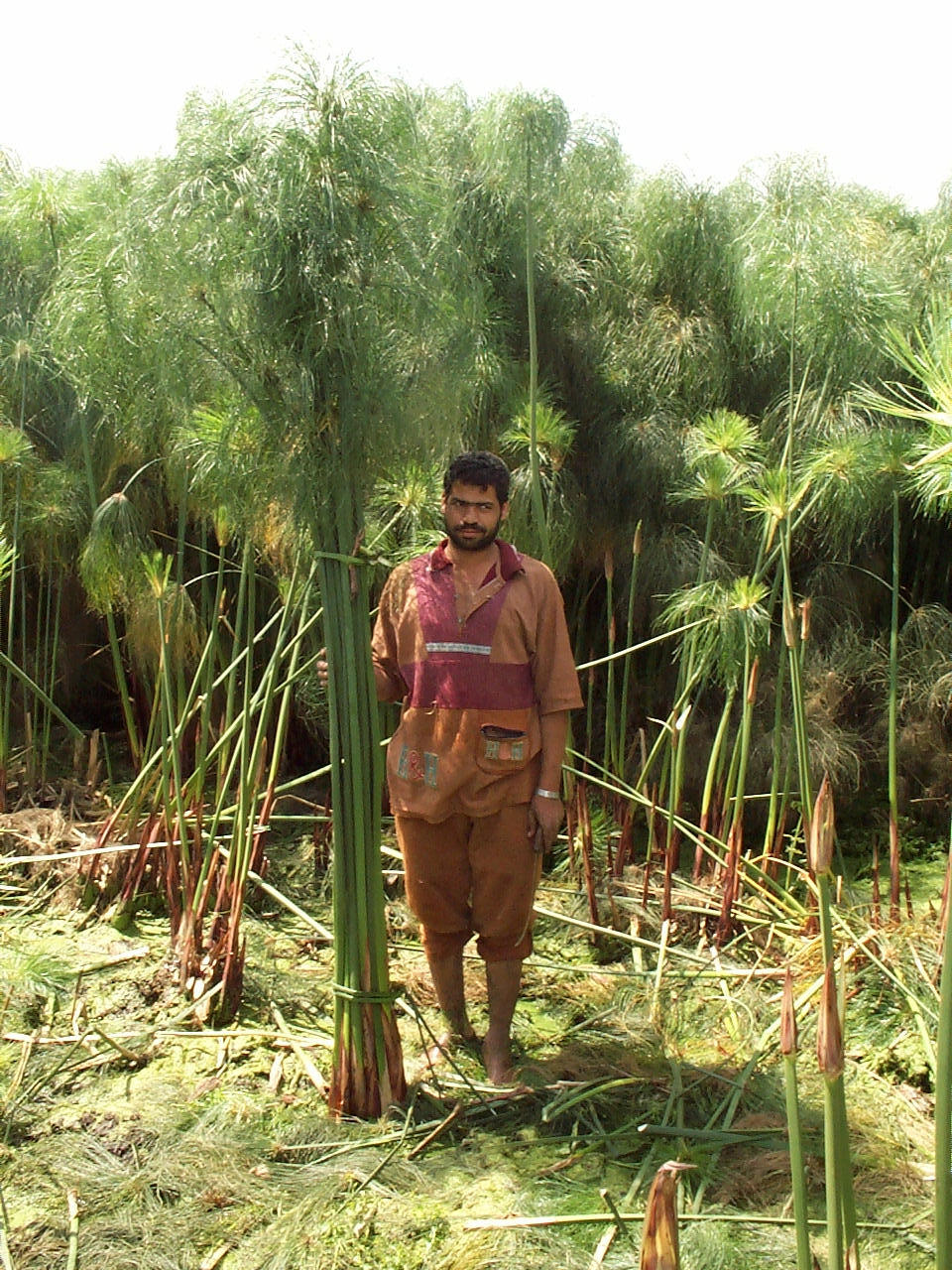 10 sheets blank papyrus format A4 - free bookmark