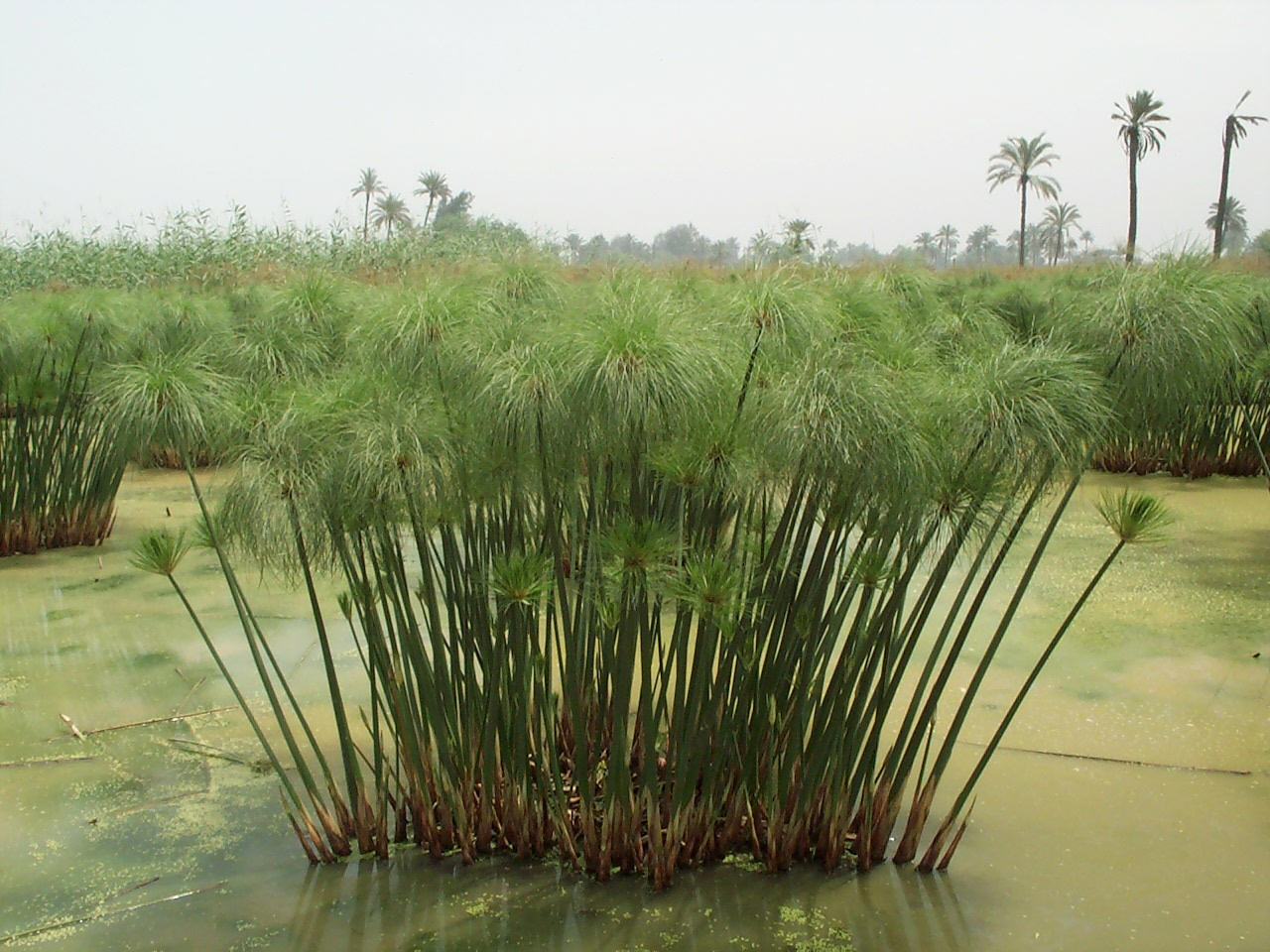 Papyrus Gross-Formate - Isis und Nefertari