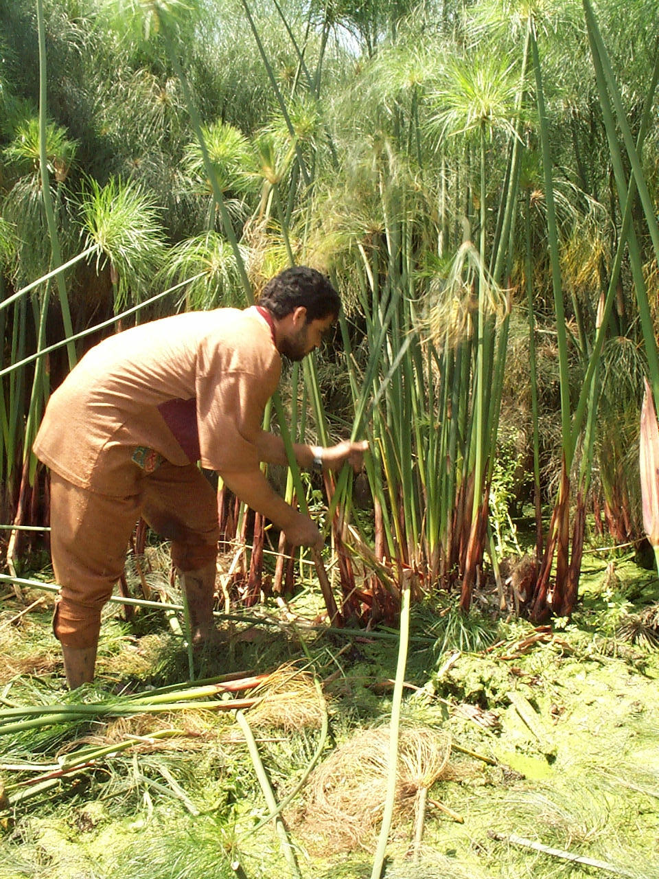papyrus blanc - 62 x 82 cm - bord naturel