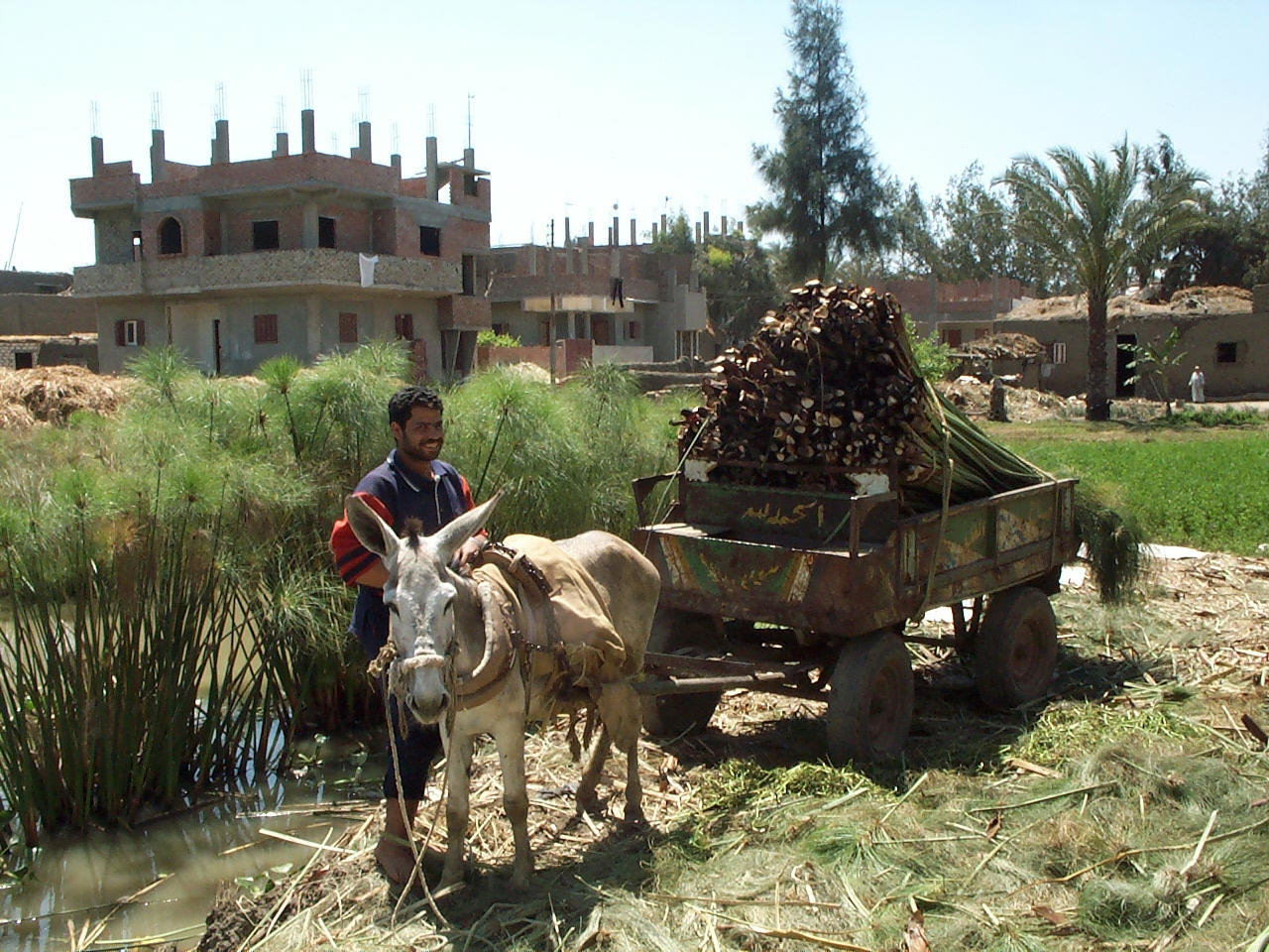 Papyrus bible roll - self assembly kit