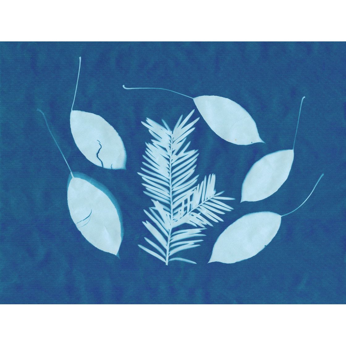 Le papier photo solaire  Papier cyanotype (21,5 x 28 cm), 10 feuilles - AstroMedia