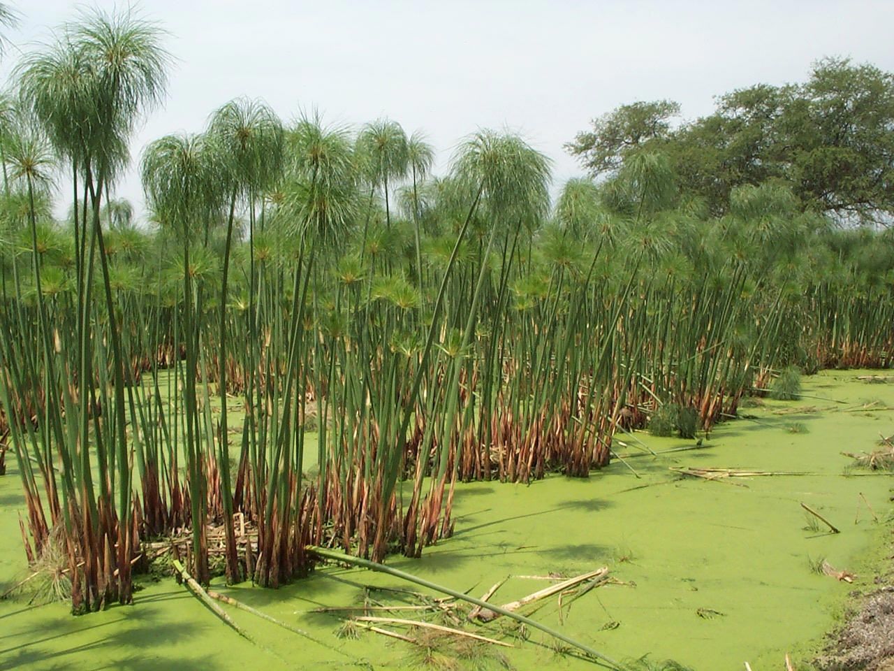 Schreiben wie im alten Ägypten